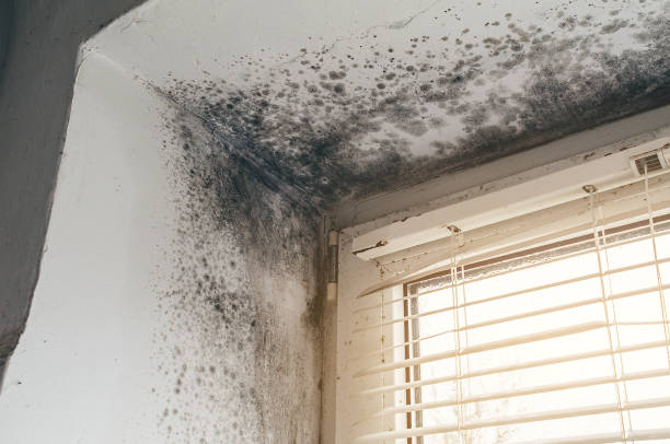 Affordable Mold Cleanup solutions in Paris, TN