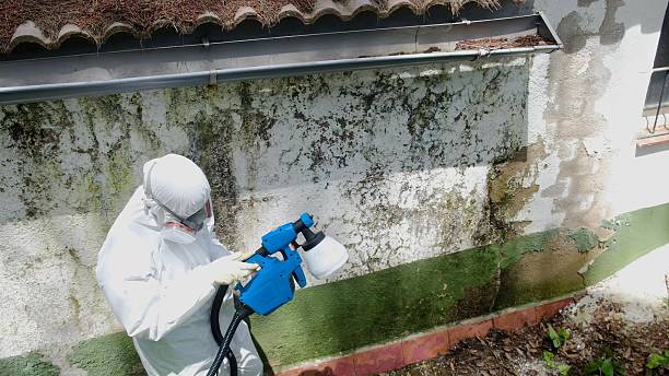Top rated local Mold Cleanup specialists in Paris, TN